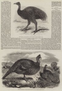 Vogels in de London Zoo